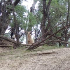 Capra hircus at Collarenebri, NSW - 24 May 2024 by MB