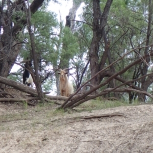 Capra hircus at Collarenebri, NSW - 24 May 2024