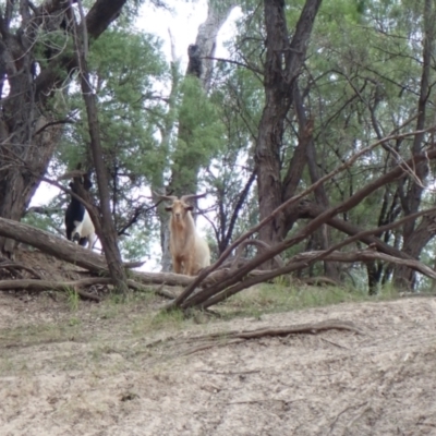 Capra hircus (Wild Goat) at Collarenebri, NSW - 24 May 2024 by MB