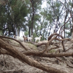 Capra hircus at Collarenebri, NSW - 24 May 2024