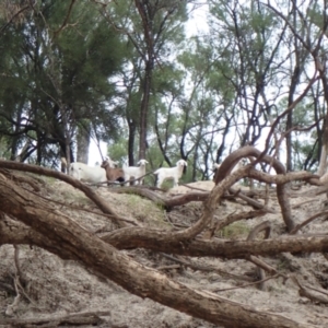 Capra hircus at Collarenebri, NSW - 24 May 2024 12:15 PM