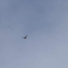 Haliastur sphenurus (Whistling Kite) at Collarenebri, NSW - 24 May 2024 by MB