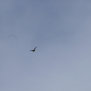 Haliastur sphenurus at Collarenebri, NSW - 24 May 2024