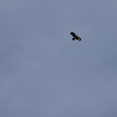 Haliastur sphenurus at Collarenebri, NSW - 24 May 2024