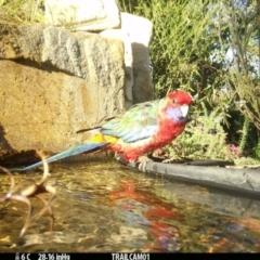 Platycercus elegans (Crimson Rosella) at Aranda, ACT - 27 May 2024 by Jubeyjubes