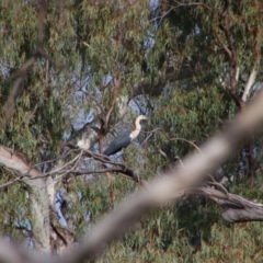 Ardea pacifica (White-necked Heron) at Collarenebri, NSW - 24 May 2024 by MB