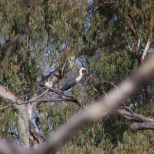 Ardea pacifica at Collarenebri, NSW - 24 May 2024