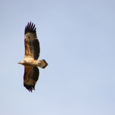 Haliaeetus leucogaster (White-bellied Sea-Eagle) at Collarenebri, NSW - 24 May 2024 by MB