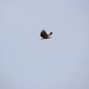 Haliaeetus leucogaster at Collarenebri, NSW - 24 May 2024