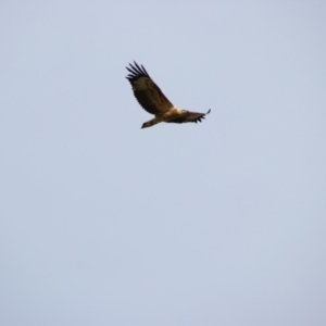 Haliaeetus leucogaster at Collarenebri, NSW - 24 May 2024 03:04 PM