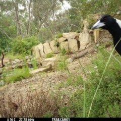 Gymnorhina tibicen (Australian Magpie) at Aranda, ACT - 6 Jan 2020 by Jubeyjubes