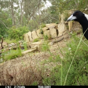 Gymnorhina tibicen at Aranda, ACT - 7 Jan 2020