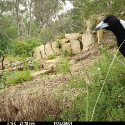 Gymnorhina tibicen (Australian Magpie) at Aranda, ACT - 6 Jan 2020 by Jubeyjubes
