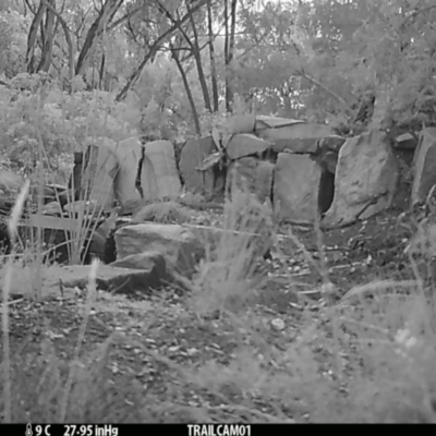 Vulpes vulpes at Aranda, ACT - 1 Jan 2020 by Jubeyjubes