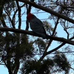 Callocephalon fimbriatum (Gang-gang Cockatoo) at Mount Ainslie to Black Mountain - 20 May 2024 by ian.brumby