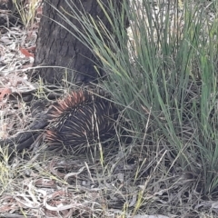 Tachyglossus aculeatus (Short-beaked Echidna) at Collarenebri, NSW - 24 May 2024 by MB
