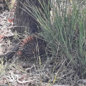 Tachyglossus aculeatus at Collarenebri, NSW - 24 May 2024