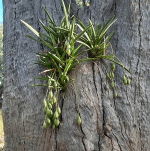 Cymbidium canaliculatum at Collarenebri, NSW - 24 May 2024