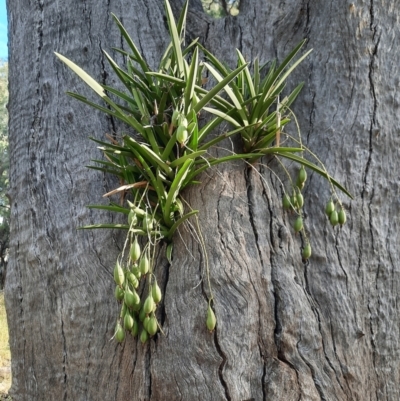 Cymbidium canaliculatum (Tiger Orchid) at Collarenebri, NSW - 24 May 2024 by MB