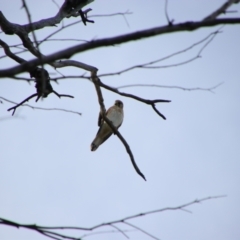 Falco cenchroides (Nankeen Kestrel) at Collarenebri, NSW - 24 May 2024 by MB