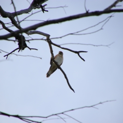 Falco cenchroides (Nankeen Kestrel) at Collarenebri, NSW - 24 May 2024 by MB