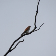 Falco cenchroides at Collarenebri, NSW - 24 May 2024