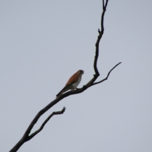 Falco cenchroides at Collarenebri, NSW - 24 May 2024 04:18 PM