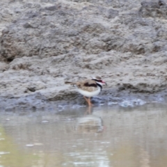 Charadrius melanops (Black-fronted Dotterel) at Collarenebri, NSW - 24 May 2024 by MB