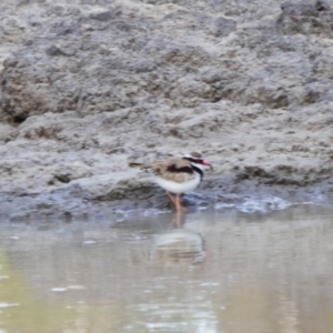 Charadrius melanops at Collarenebri, NSW - 25 May 2024 08:13 AM