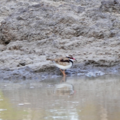 Charadrius melanops (Black-fronted Dotterel) at Collarenebri, NSW - 25 May 2024 by MB