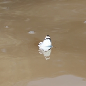 Delias argenthona at Collarenebri, NSW - 25 May 2024 08:42 AM