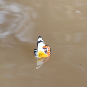 Delias argenthona at Collarenebri, NSW - 25 May 2024 08:42 AM