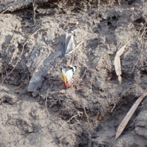 Delias argenthona at Collarenebri, NSW - 25 May 2024 08:42 AM