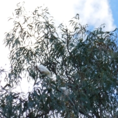 Cacatua sanguinea (Little Corella) at Collarenebri, NSW - 24 May 2024 by MB