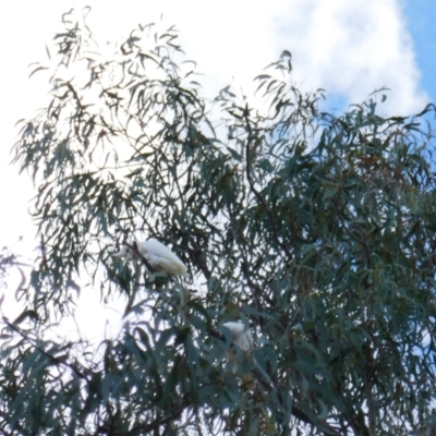 Cacatua sanguinea (Little Corella) at Collarenebri, NSW - 25 May 2024 by MB