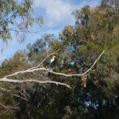 Ardea pacifica (White-necked Heron) at Collarenebri, NSW - 25 May 2024 by MB