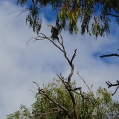 Microcarbo melanoleucos (Little Pied Cormorant) at Collarenebri, NSW - 24 May 2024 by MB