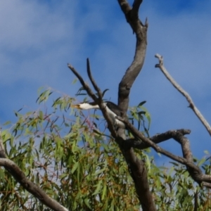 Microcarbo melanoleucos at Collarenebri, NSW - 25 May 2024