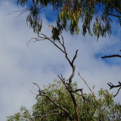 Anhinga novaehollandiae (Australasian Darter) at Collarenebri, NSW - 24 May 2024 by MB