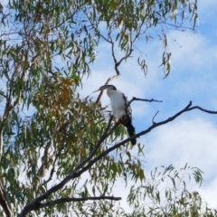 Anhinga novaehollandiae at Collarenebri, NSW - 25 May 2024 09:11 AM