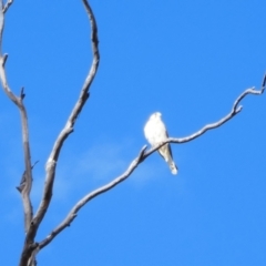 Falco cenchroides (Nankeen Kestrel) at Collarenebri, NSW - 24 May 2024 by MB