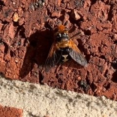 Unidentified Bristle Fly (Tachinidae) at Mernda, VIC - 30 May 2024 by jmangion