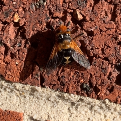 Microtropesa sinuata at Mernda, VIC - 30 May 2024 by jmangion