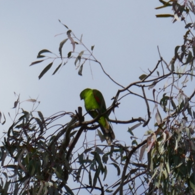 Aprosmictus erythropterus (Red-winged Parrot) at Collarenebri, NSW - 24 May 2024 by MB