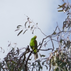 Aprosmictus erythropterus at Collarenebri, NSW - 25 May 2024 09:16 AM