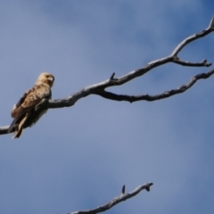 Haliastur sphenurus (Whistling Kite) at Collarenebri, NSW - 24 May 2024 by MB