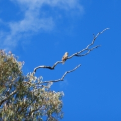 Haliastur sphenurus at Collarenebri, NSW - 25 May 2024