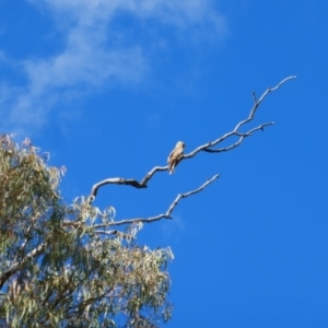 Haliastur sphenurus at Collarenebri, NSW - 25 May 2024