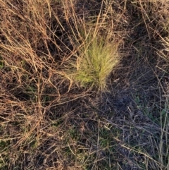 Nassella trichotoma (Serrated Tussock) at Watson, ACT - 29 May 2024 by waltraud