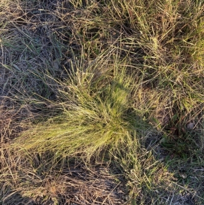 Nassella trichotoma (Serrated Tussock) at The Fair, Watson - 29 May 2024 by waltraud